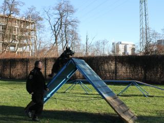 Na straży bezpieczeństwa i porządku: psy służbowe w straży miejskiej.